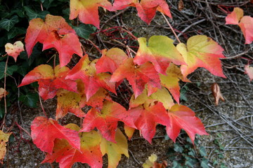 Vigne vierge sur un mur