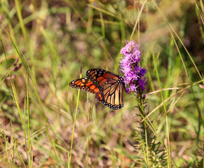 Butterfly on wild flower