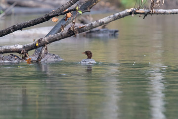 Common Merganser Duck.
