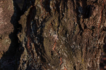 old wood tree bark texture with green moss