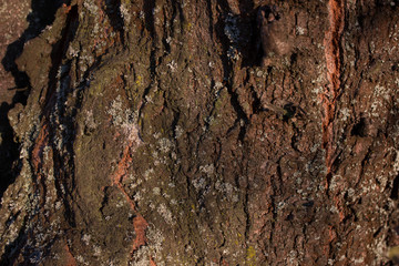 old wood tree bark texture with green moss