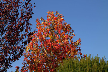 Colorful autumn forest in the warm sunshine.