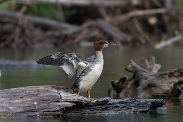 Common Merganser Duck