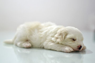 Maltese puppy at the age of three weeks