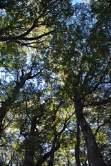 Fototapeta premium View to the top of some trees, with side light at sunset or sunrise, with lush foliage and branches creating a texture, an organic grid