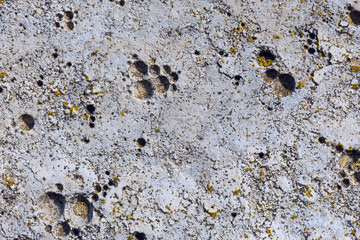 Asbestos slate texture concrete covered with lichen and moss	