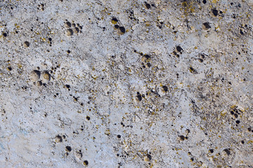 Asbestos slate texture concrete covered with lichen and moss	