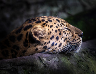 Fototapeta na wymiar A napping Jaguar.