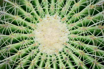 abstract background textuer of Cactus succulent plant