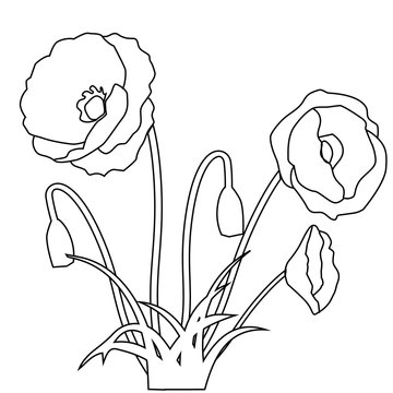 Picture of flowering poppies and herbs. Illustration of thin lines .