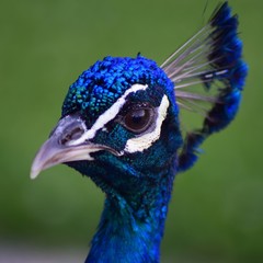 Pavone