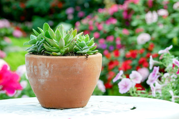 Cactus succulent plant in the greenhouse