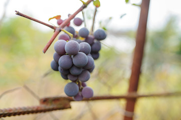 Blue grape cluster against sunlight closeup view