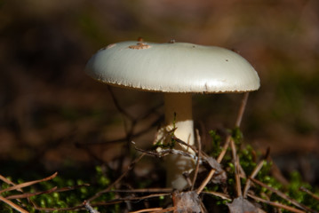 Amanita phalloides poisonous mushroom