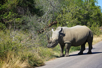 Naklejka premium White Rhino endangered