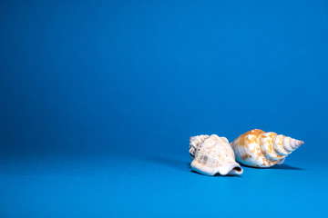Seashell in isolated blue background