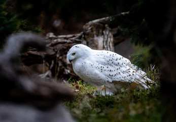 Snowy snacking.