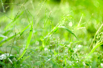 Field of grass flower nature background soft focus