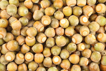 red oak acorns autumn background texture