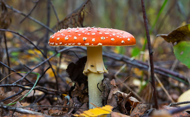 The red and white poisonous toadstool or mushroom called ly Agaric