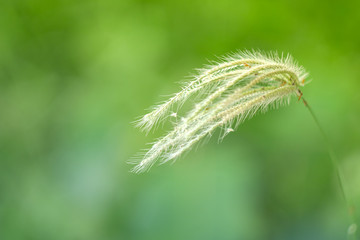 Field of grass flower nature background soft focus