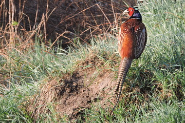 A rooster pheasant