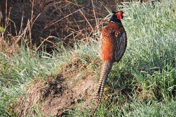 A rooster pheasant