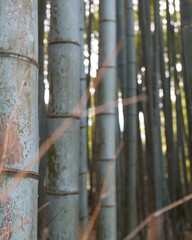Kyoto Bamboo Forrest
