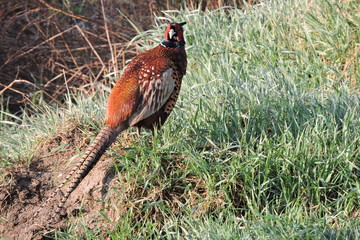 A rooster pheasant looking at you