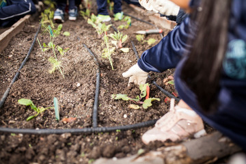 School garden