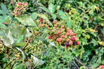 Moras