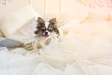 Cute happy smiling longhair chihuahua puppy dog in luxurious brightness classic style bedroom with...