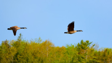 Pair of Canada Geese in flight on a sunny day.