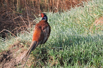 A rooster pheasant