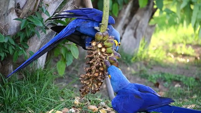 Two Hyacinth Macaws on a palm tree eat the fruits of oil palm. Rare view. high quality video. Natural sound. Brazil. Pantanal