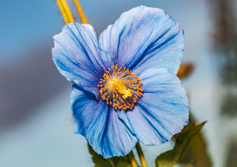 Flower Himalayan blue poppy (Meconopsis betonicifolia), sky in the background