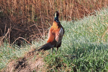 A rooster pheasant making a loud sound © E-lona