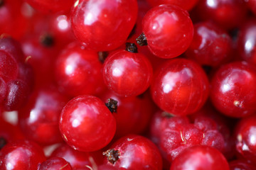 Red raspberry and Red currant. Soft focus.