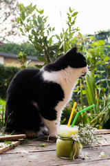 Cat relaxing near Extract Juice
