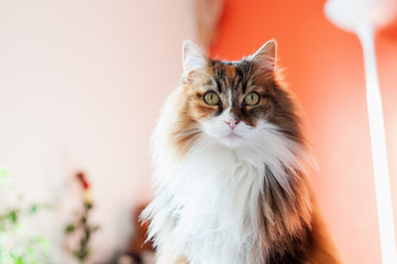 Portrait de chat angora