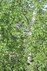 Green leaves of a birch background