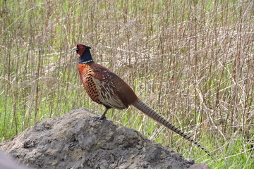 A rooster pheasant on the top of a pile of dirt © E-lona