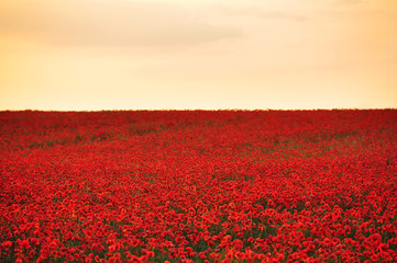 The endless field of flowering poppies at sunset.
