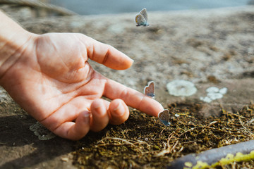 butterflies in hand