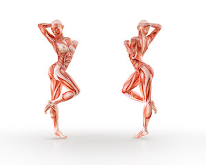 Muscles anatomy female figure workout training, isolated.  Healthcare, aerobics, gymnastics, yoga, fitness, dancing, diet, active lifestyle and sport concept. 3D illustration