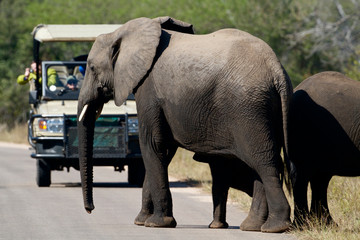 Elephants and tourist