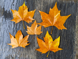 Leaves with autumn colors on slate stone wet from the rain