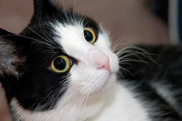 Young cat with big eyes