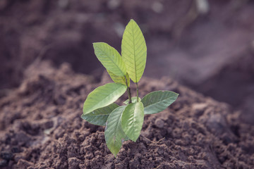 Tree growing on soil with green background,Small tree ,Small trees growing
