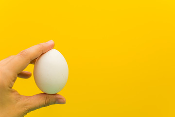 chicken white egg in hand on yellow background